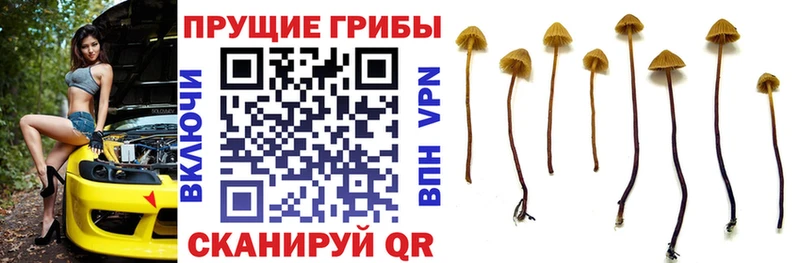 Купить  Тайшет  Галлюциногенные грибы ЛСД 